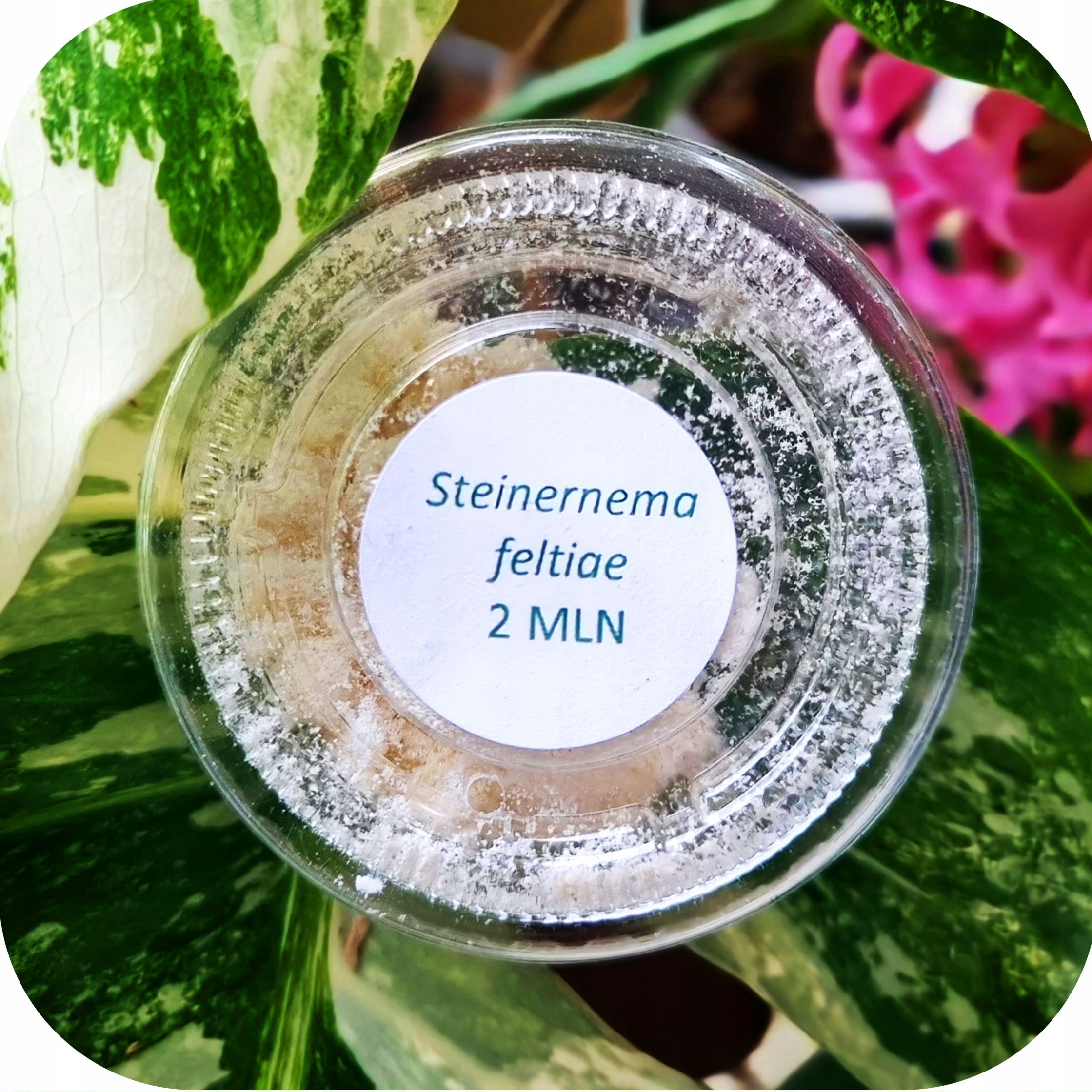 Plant Paradise Entonem 2miliónový prípravok na mleté komáre a pakomáry